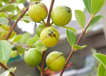 Lemon Guava