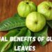 Sexual Benefits of Guava Leaves