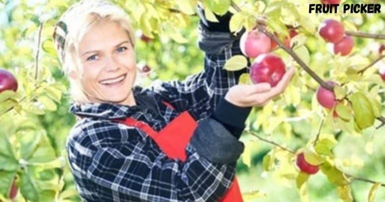 Fruit Picker Job at Jealous Fruits in Canada
