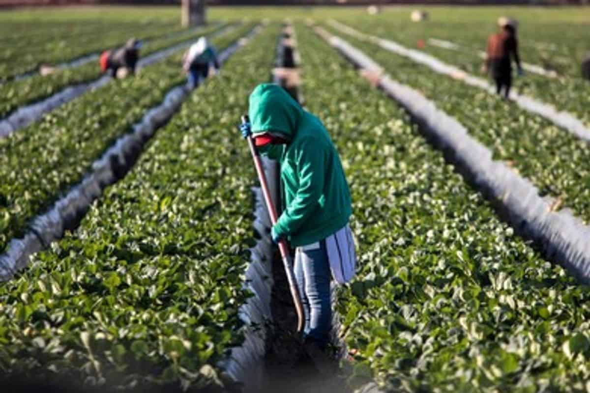 Farm workers job in the UK