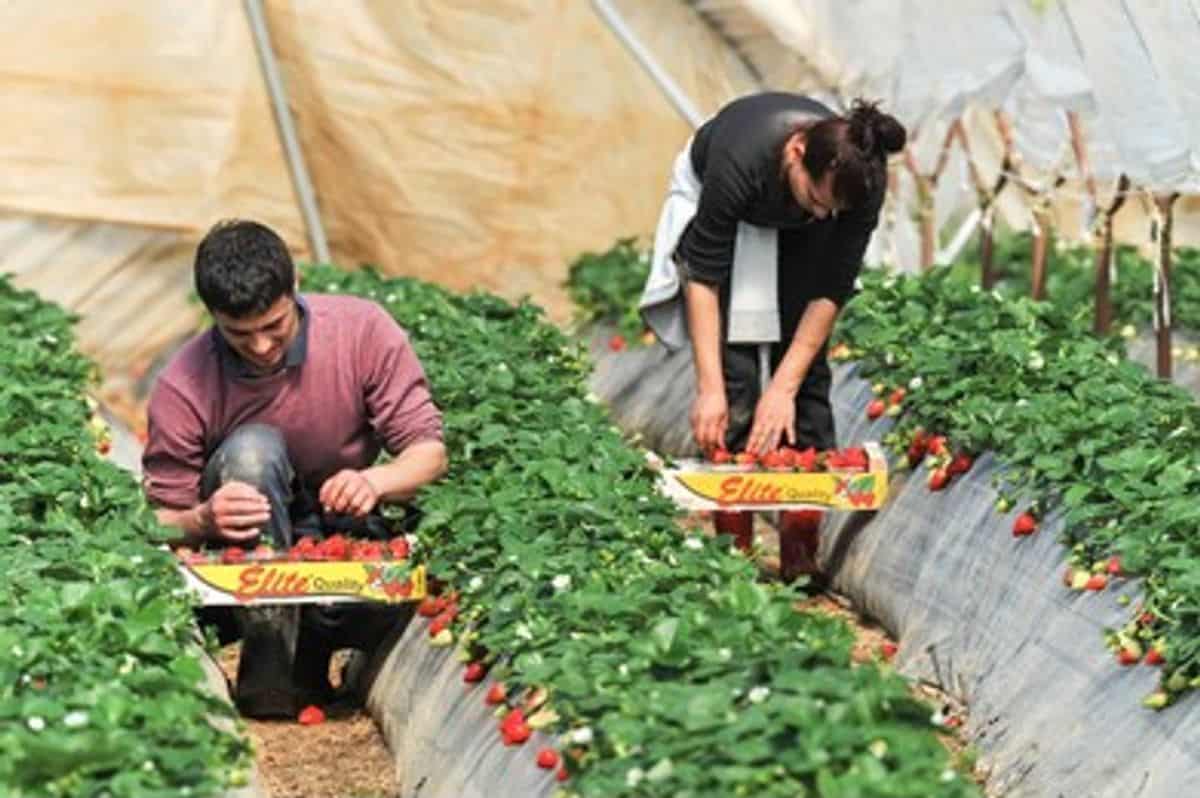 Fruit Pickers Jobs in Canada