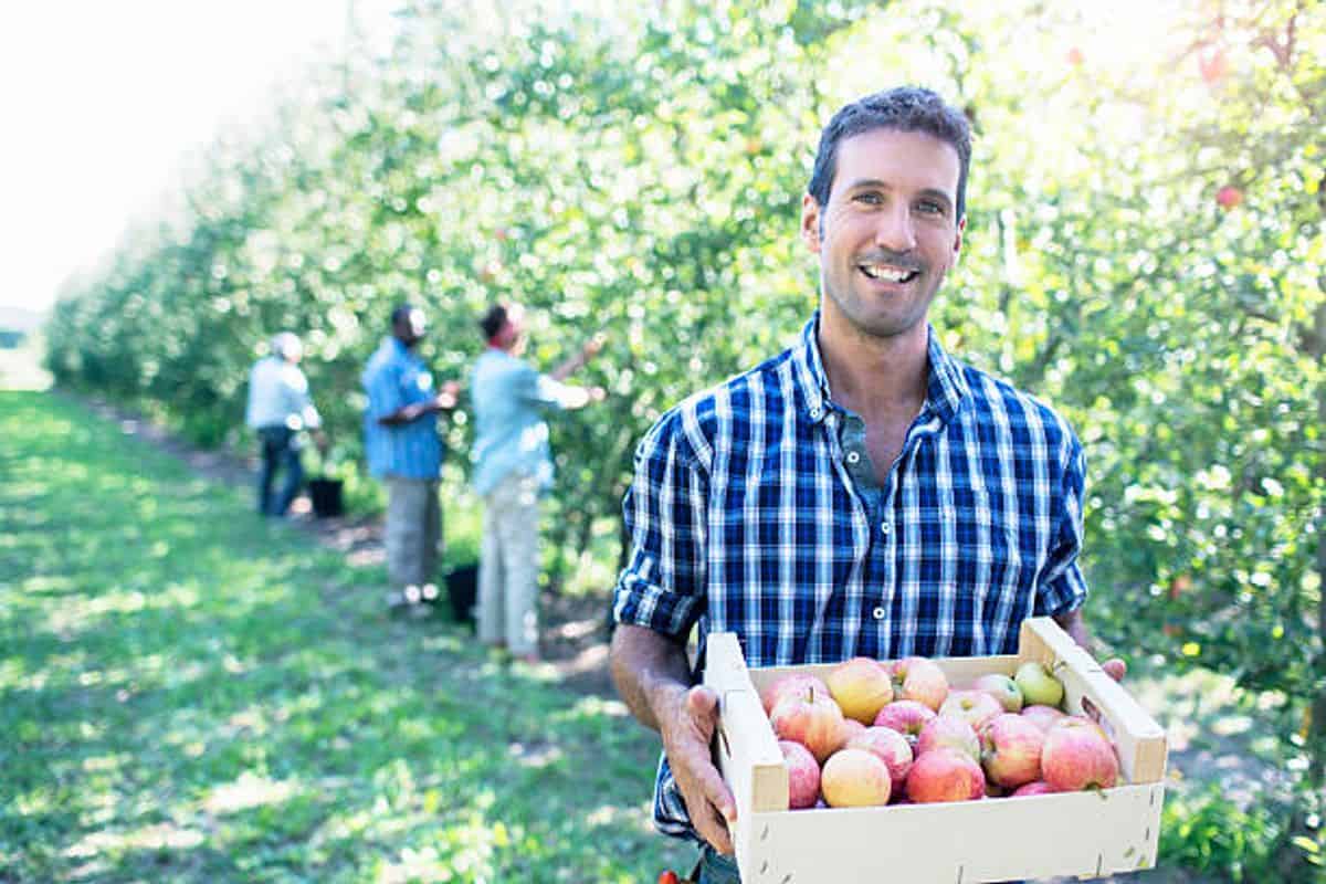 Fruit Pickers in Australia Jobs