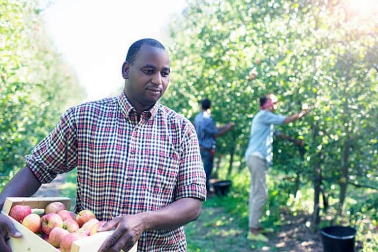 Job Opportunities for Fruit Pickers in the United States