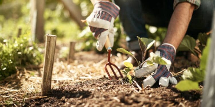Gardener Jobs in Georgia - Apply Now