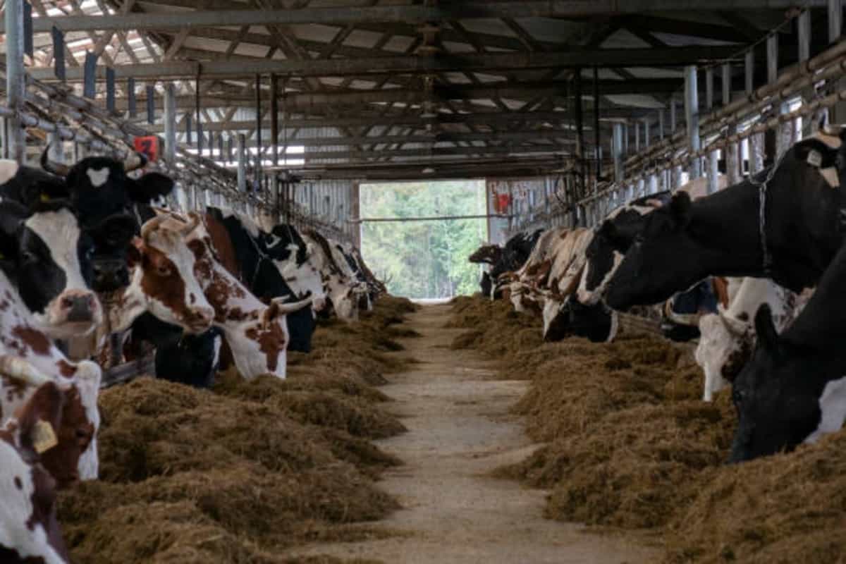 Career Opportunities in Animal Husbandry and their Salaries | EntsToday Career Opportunities in Animal Husbandry and their Salaries | EntsToday