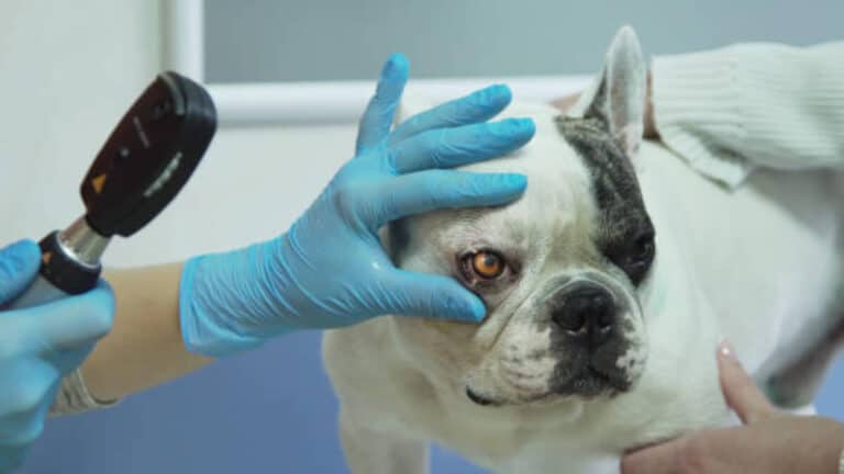 How To Become A Veterinary Ophthalmologist