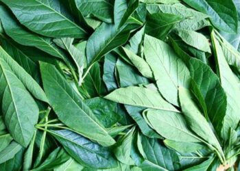 Health Benefits of Bitter Leaf