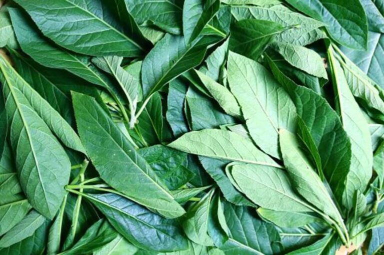 Health Benefits of Bitter Leaf