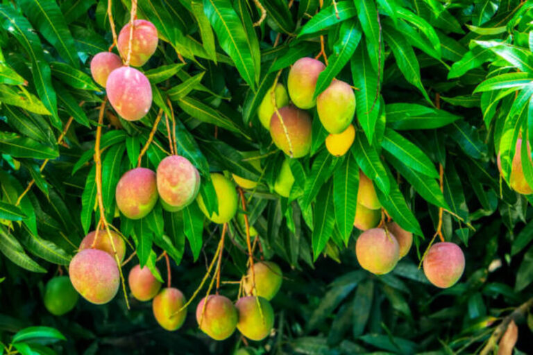 The Health Benefits of Mango