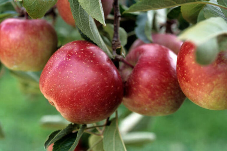 10 Immense Health Benefits of Apples